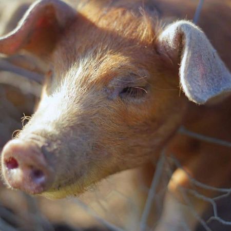 Ashton Keynes The Byre North End Farm Bed & Breakfast エクステリア 写真