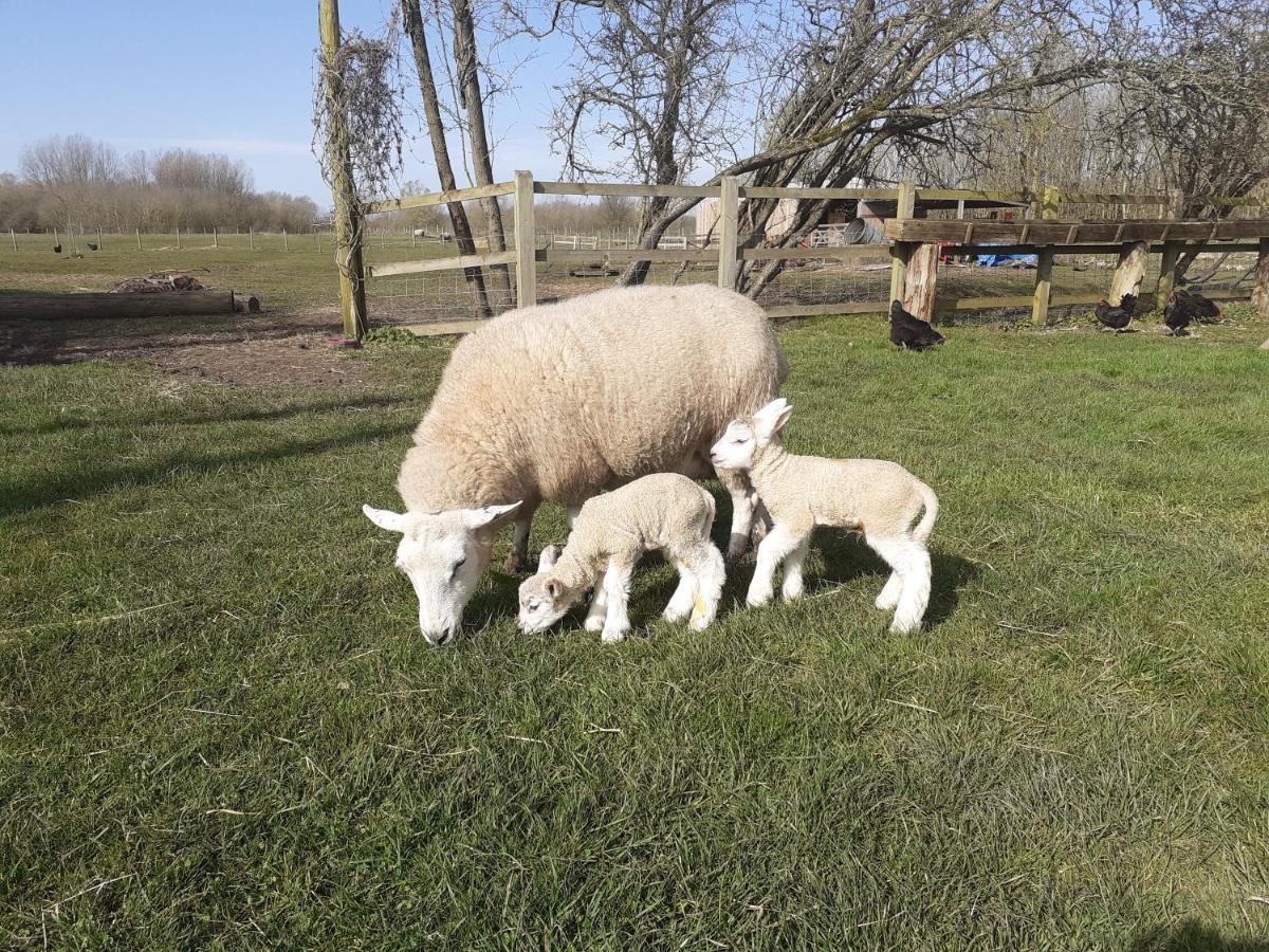 Ashton Keynes The Byre North End Farm Bed & Breakfast エクステリア 写真