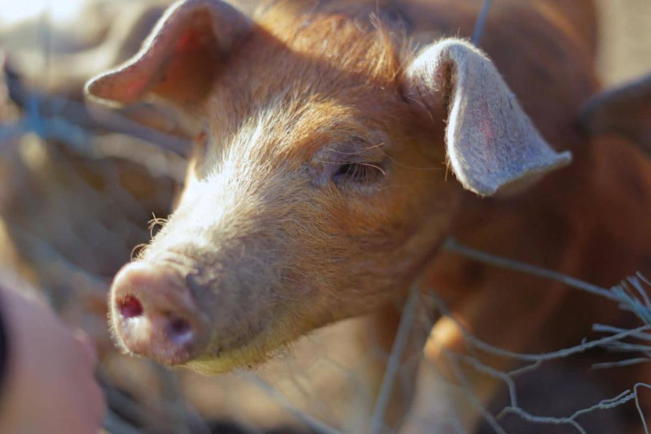 Ashton Keynes The Byre North End Farm Bed & Breakfast エクステリア 写真