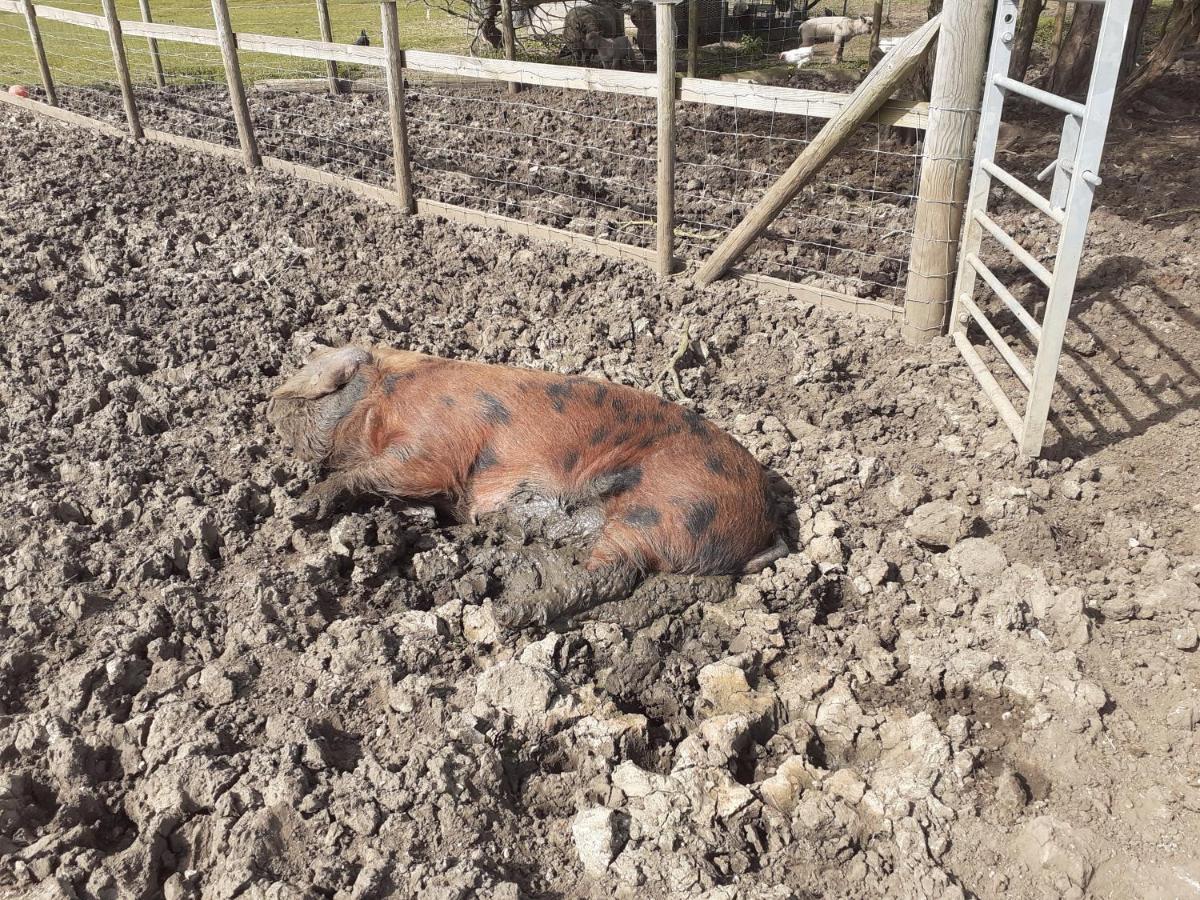 Ashton Keynes The Byre North End Farm Bed & Breakfast エクステリア 写真
