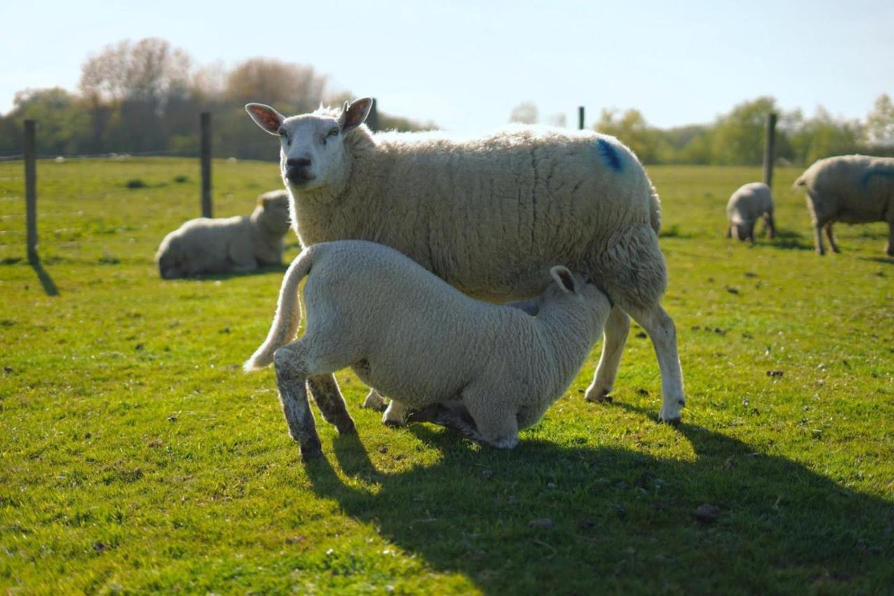 Ashton Keynes The Byre North End Farm Bed & Breakfast エクステリア 写真