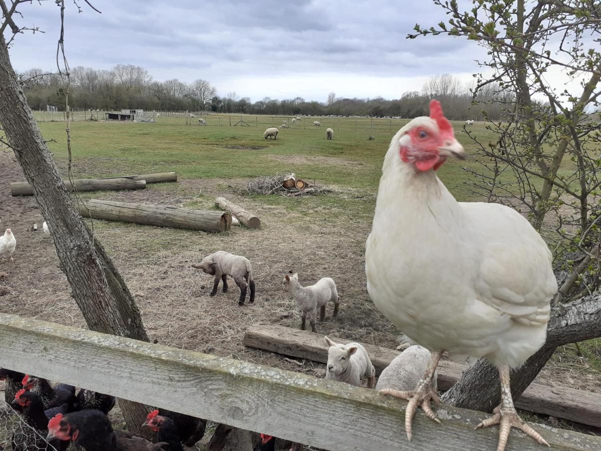 Ashton Keynes The Byre North End Farm Bed & Breakfast エクステリア 写真