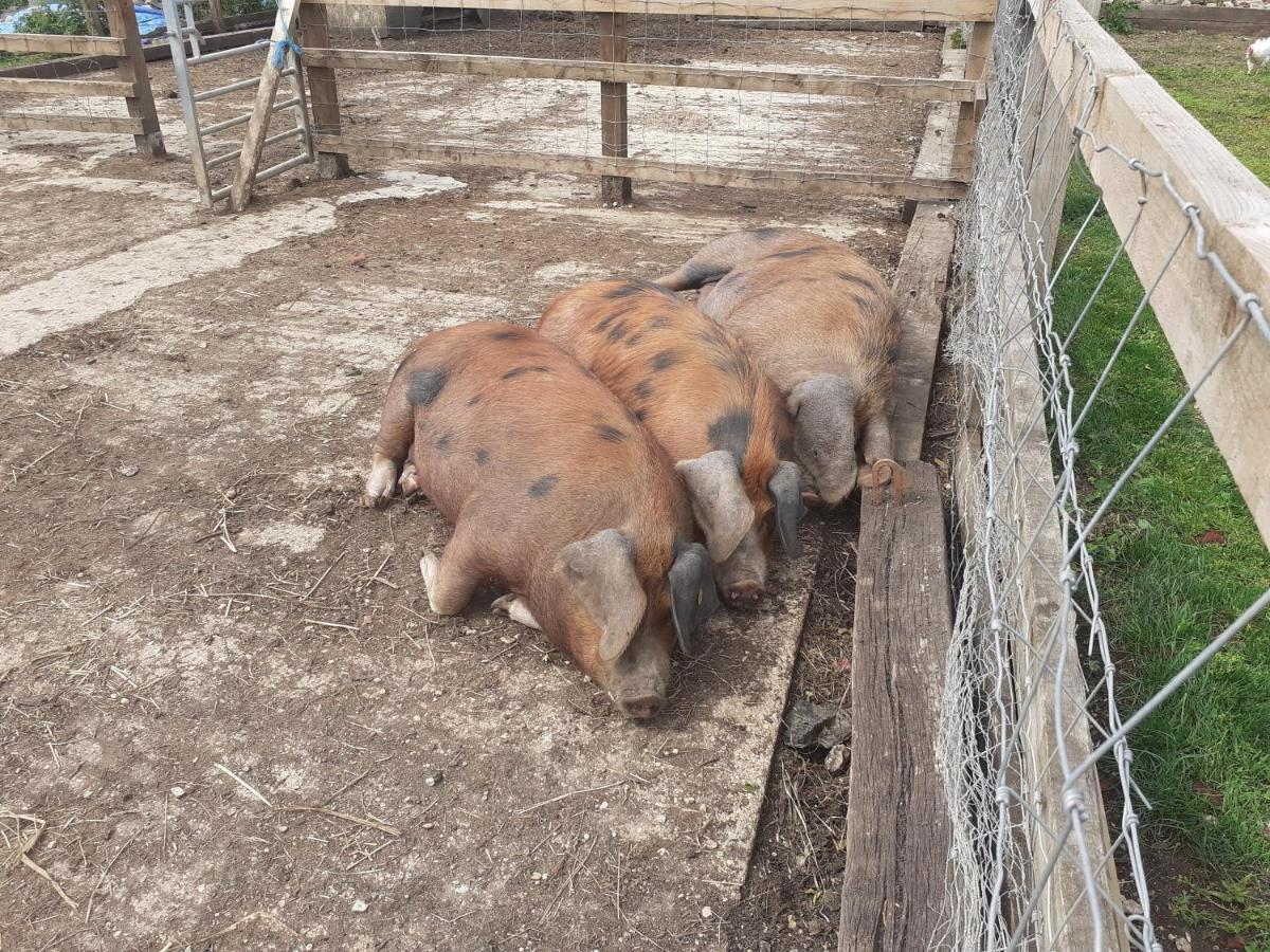 Ashton Keynes The Byre North End Farm Bed & Breakfast エクステリア 写真